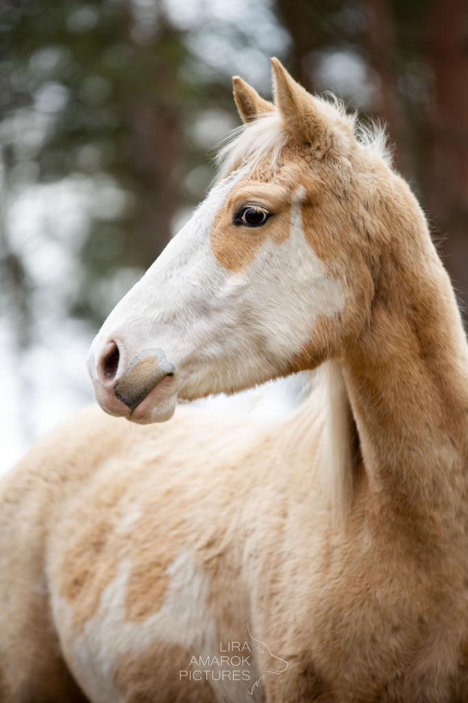 Painthorsestute im Portrait, fotografiert von LiraAmarokPictures