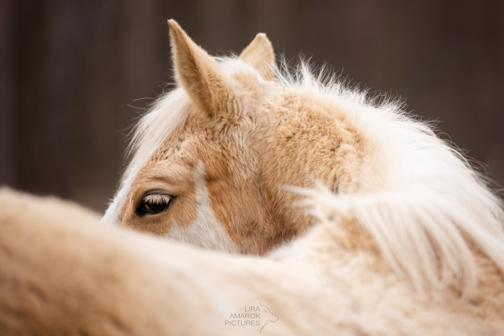 Cremello Painthorsestute schaut über den Rücken, fotografiert von LiraAmarokPictures