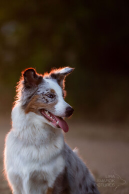 Backlight bei einem Hund, fotografiert von LiraAmarokPictures