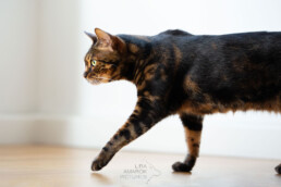gehende Katze, fotografiert von LiraAmarokPictures