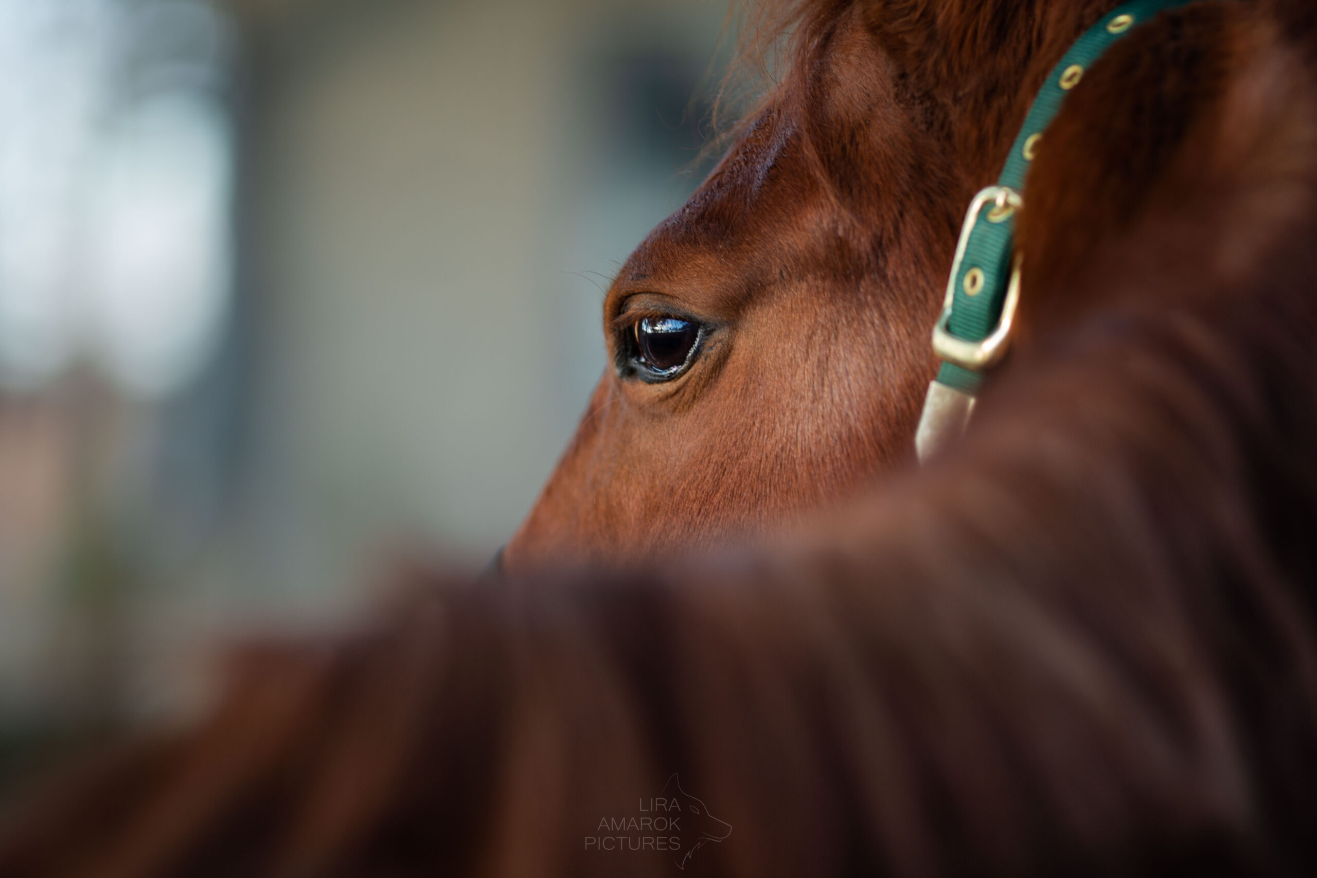braunes Pferd schaut über seinem Rücken mit grünem Halfter, fotografiert von LiraAmarokPictures