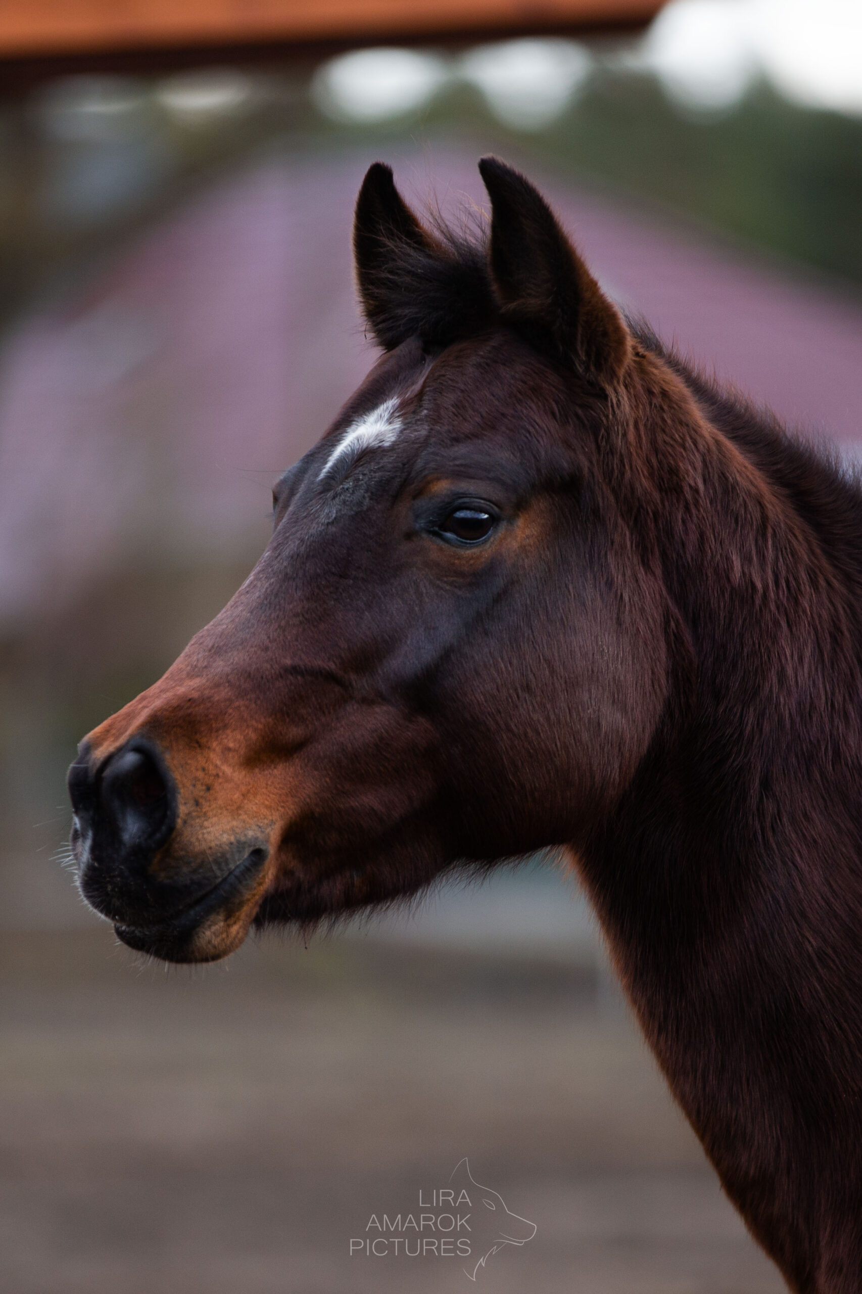 Portrait eines braunen Ponys, fotografiert von LiraAmarokPictures