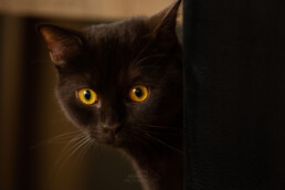 Portrait einer braunen Katze, fotografiert von LiraAmarokPictures