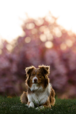 Hund liegt vor Kirschblüten, fotografiert von LiraAmarokPictures