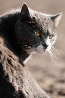 graue Katze, fotografiert von LiraAmarokPictures