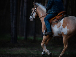 Pferd beim reiten, fotografiert von LiraAmarokPictures