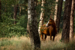 Pferd steht im Wald, fotografiert von LiraAmarokPictures