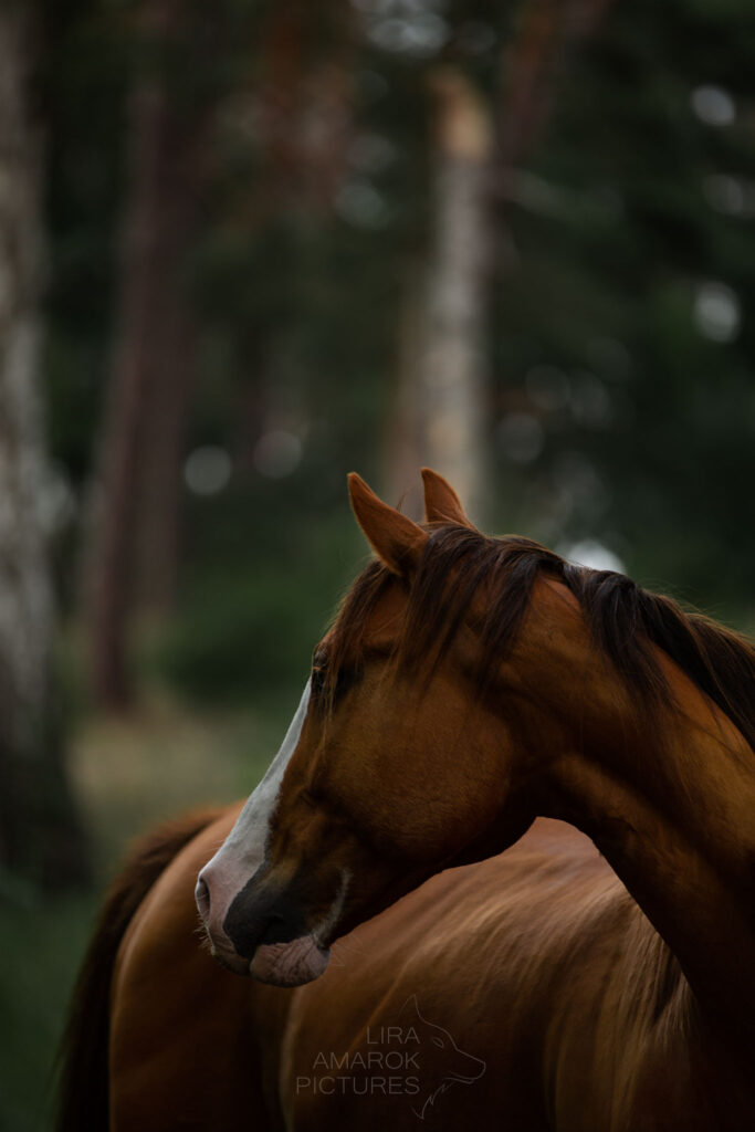 Fuchspainthorse im Wald, fotografiert von LiraAmarokPictures
