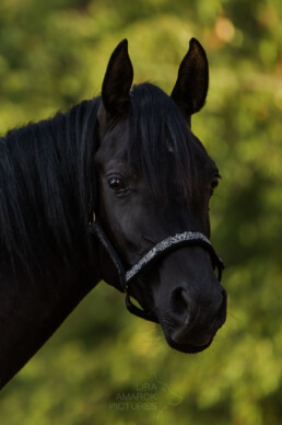schwarzes Pferd im Portrait, fotografiert von LiraAmarokPictures