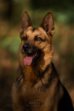 Schäferhund im Portrait, fotografiert von LiraAmarokPictures