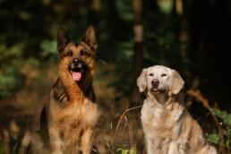zwei sitzende Hunde, fotografiert von LiraAmarokPictures