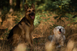 Schäferhund und Golden Retriever, fotografiert von LiraAmarokPictures
