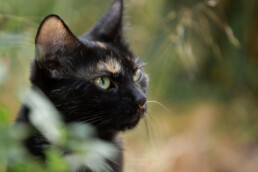schwarze Katze mit braunen Flecken in der Natur sitzend, fotografiert von LiraAmarokPictures
