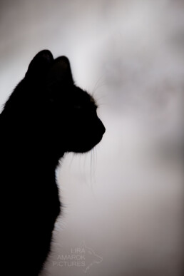 Schattenbild einer Katze im seitlichen Profil, fotografiert von LiraAmarokPictures