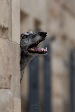 Windhundrüde schaut hinter einer Mauer hervor, fotografiert von LiraAmarokPictures