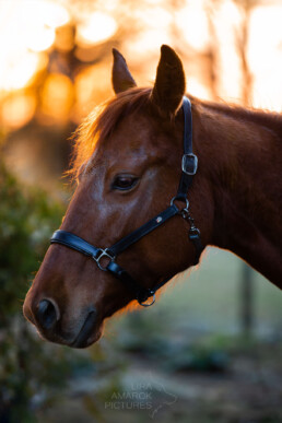 braunes Pferd mit schwarzem Lederhalfter im Sonnenuntergang, fotografiert von LiraAmarokPictures