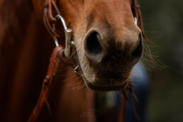 Nahaufnahme der Nüstern eines braunen Pferdes, fotografiert von LiraAmarokPictures