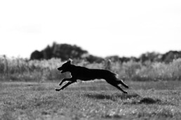 schwarz-weiß Bild eines rennender Irish Setters, fotografiert von LiraAmarokPictures