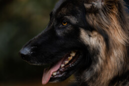 Portrait eines altdeutschen Schäferhundes, fotografiert von LiraAmarokPictures