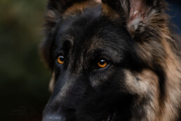 Nahaufnahme der Augen eines Hundes, fotografiert von LiraAmarokPictures