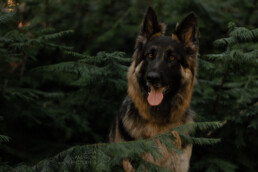altdeutscher Schäferhund der zur Seite blickt, fotografiert von LiraAmarokPictures