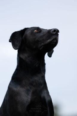 schwarzer Labrador von erhöht sitzend ahnmutig schauend, fotografiert von LiraAmarokPictures