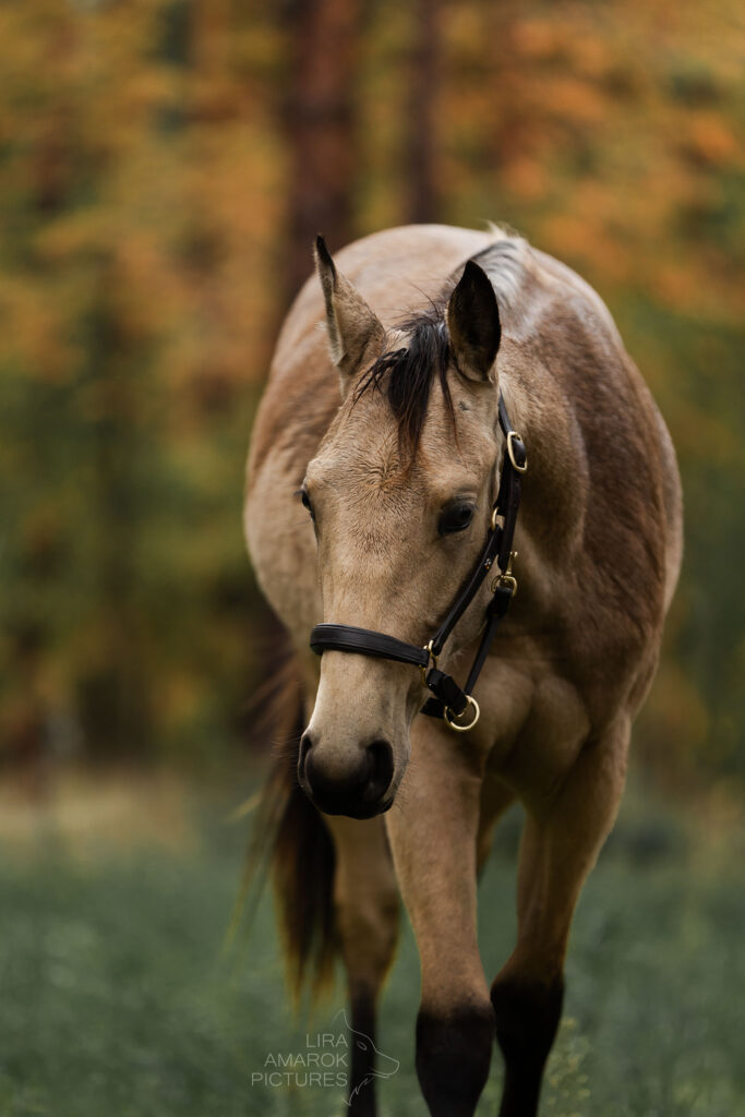 Bild einer laufenden Buckskinstute, die etwas nass wurde durch Regen, fotografiert von LiraAmarokPictures