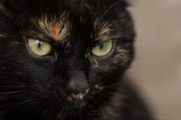 Portrait des Gesichts einer schwarzen Katze mit braunen Flecken, fotografiert von LiraAmarokPictures