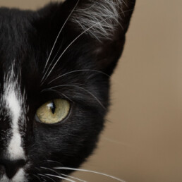 halbes Portrait einer schwarzen Katze mit weißem Strich auf der Nase, fotografiert von LiraAmarokPictures