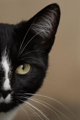 halbes Portrait einer schwarzen Katze mit weißem Strich auf der Nase, fotografiert von LiraAmarokPictures