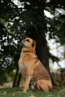 sitzender und nach oben schauender Hund, fotografiert von LiraAmarokPictures