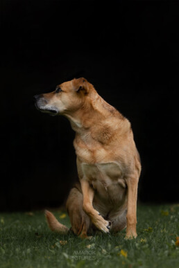 sitzender Rhodesian Ridgeback-Schäferhundmix Rüde, der am aufstehen und zur Seite weggend ist, fotografiert von LiraAmarokPictures