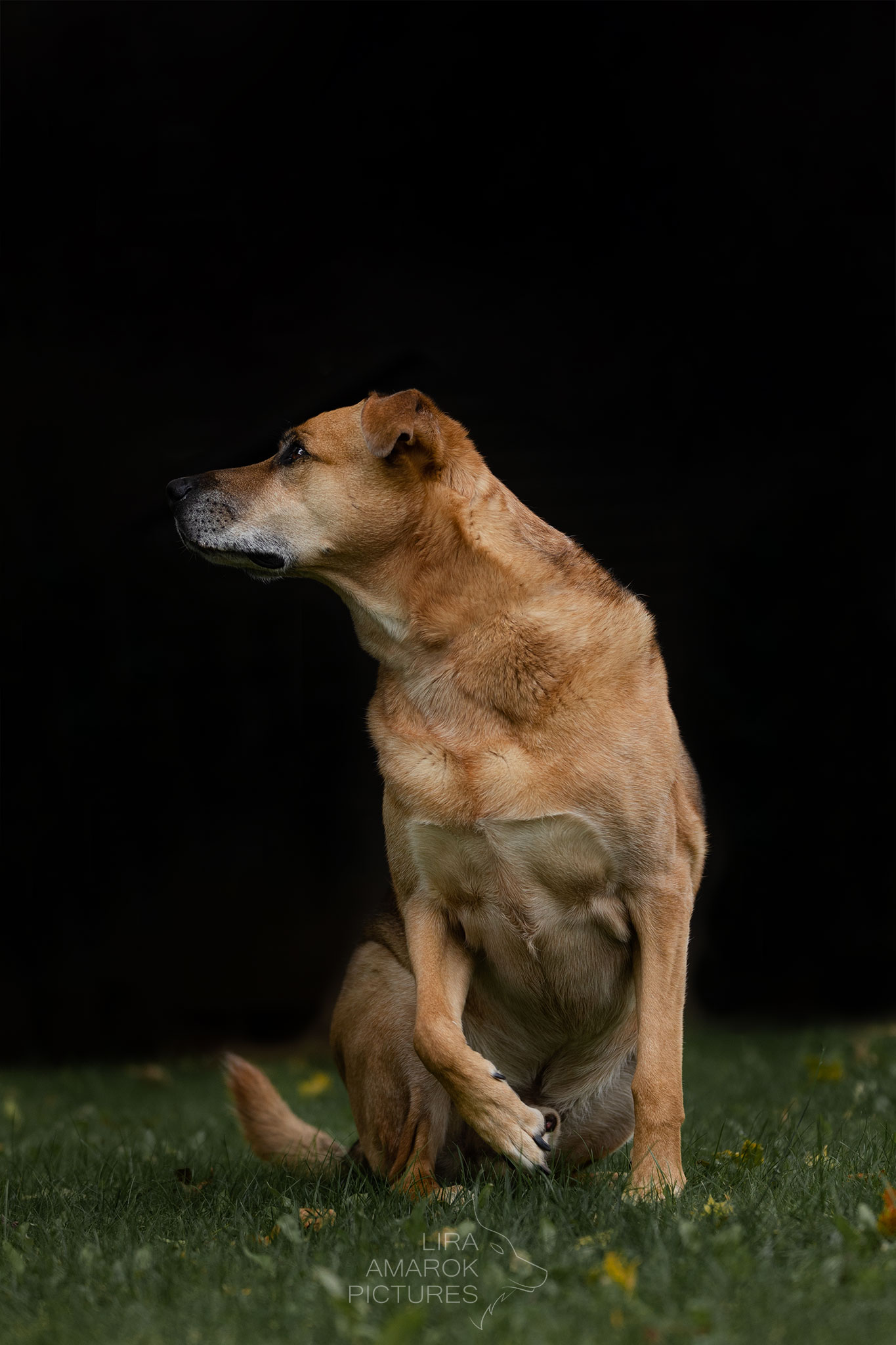 sitzender Rhodesian Ridgeback-Schäferhundmix Rüde, der am aufstehen und zur Seite weggend ist, fotografiert von LiraAmarokPictures