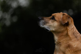 Portrait eines schon älteren Hundes, der zur Seite schaut, fotografiert von LiraAmarokPictures