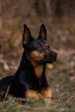 Rottweiler-Schäferhundmix aufmerksam schauend im Wald liegend, fotografiert von LiraAmarokPictures