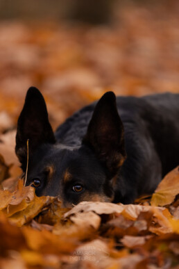 Rottweiler-Schäferhundmix im Laub liegend, süß guckend, fotografiert von LiraAmarokPictures