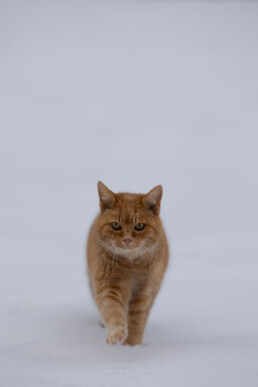 rote Katze im Winterwunderland , fotografiert von LiraAmarokPictures