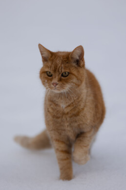 rote Katze im Schnee, laufend, fotografiert von LiraAmarokPictures