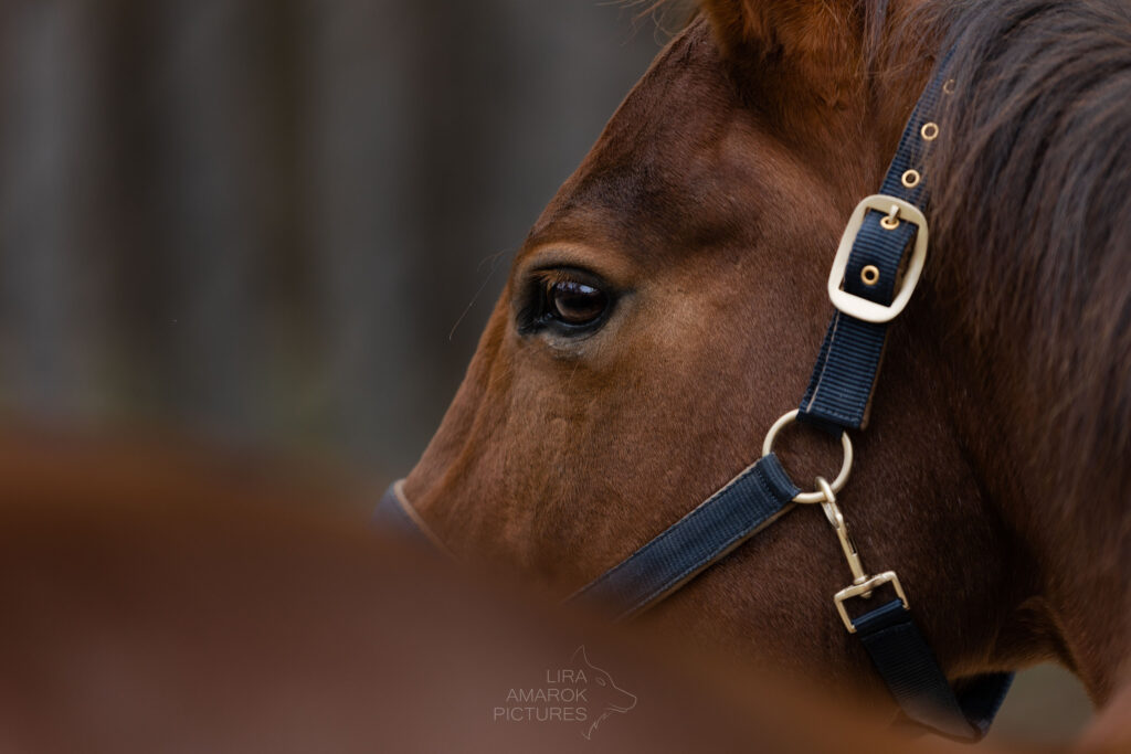 braunes Pferd schaut über dem Rücken, nur das Gesicht ist zu erkennen, die Stute trägt ein braun-goldenes Halfter, fotografiert von LiraAmarokPictures