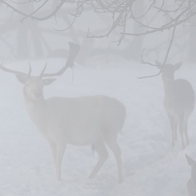 weißer Damhirsch im Nebel mit Schnee
