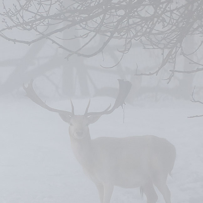 weißer Damhirsch im Nebel mit Schnee frontal
