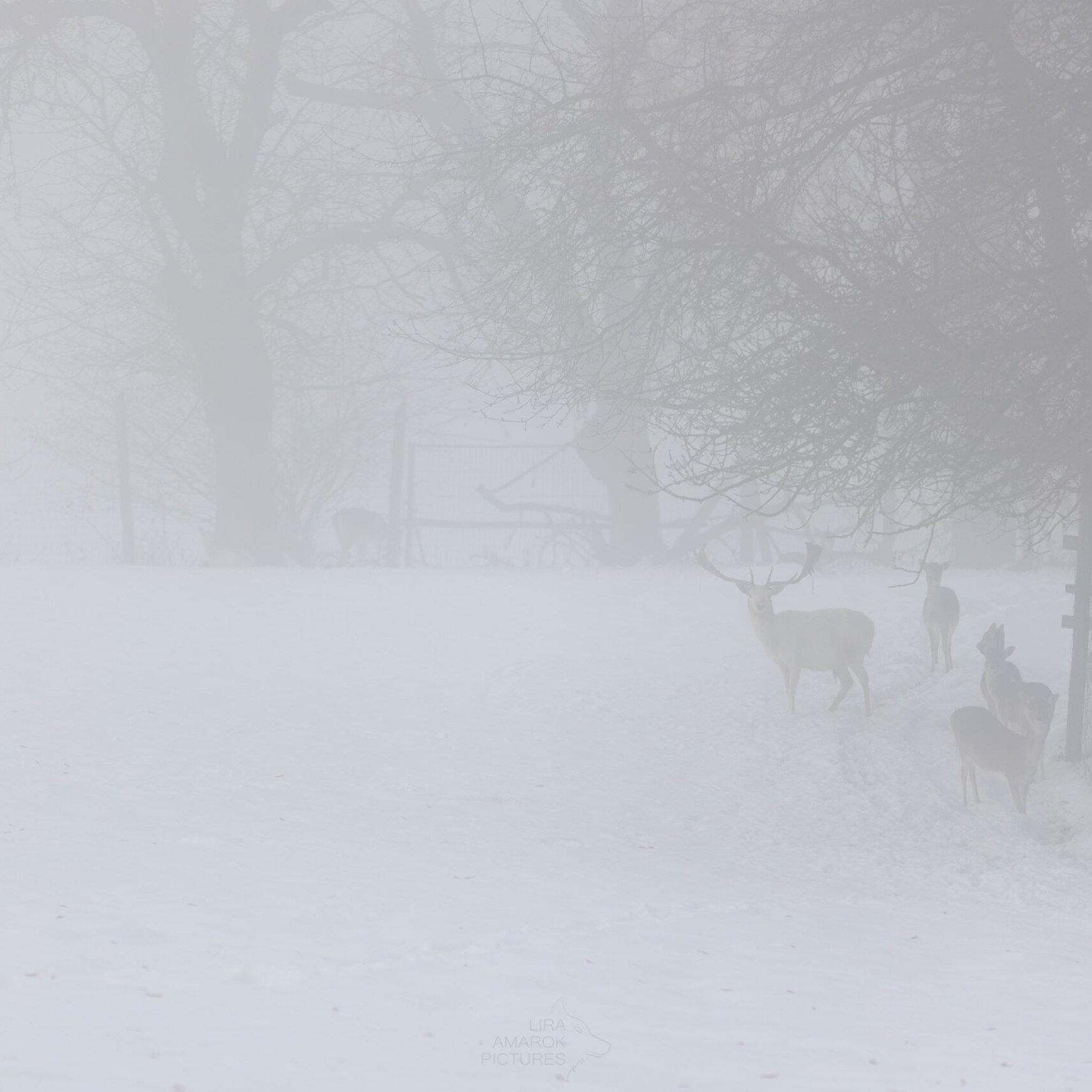 weißer Damhirsch im Nebel mit Schnee im Gehege