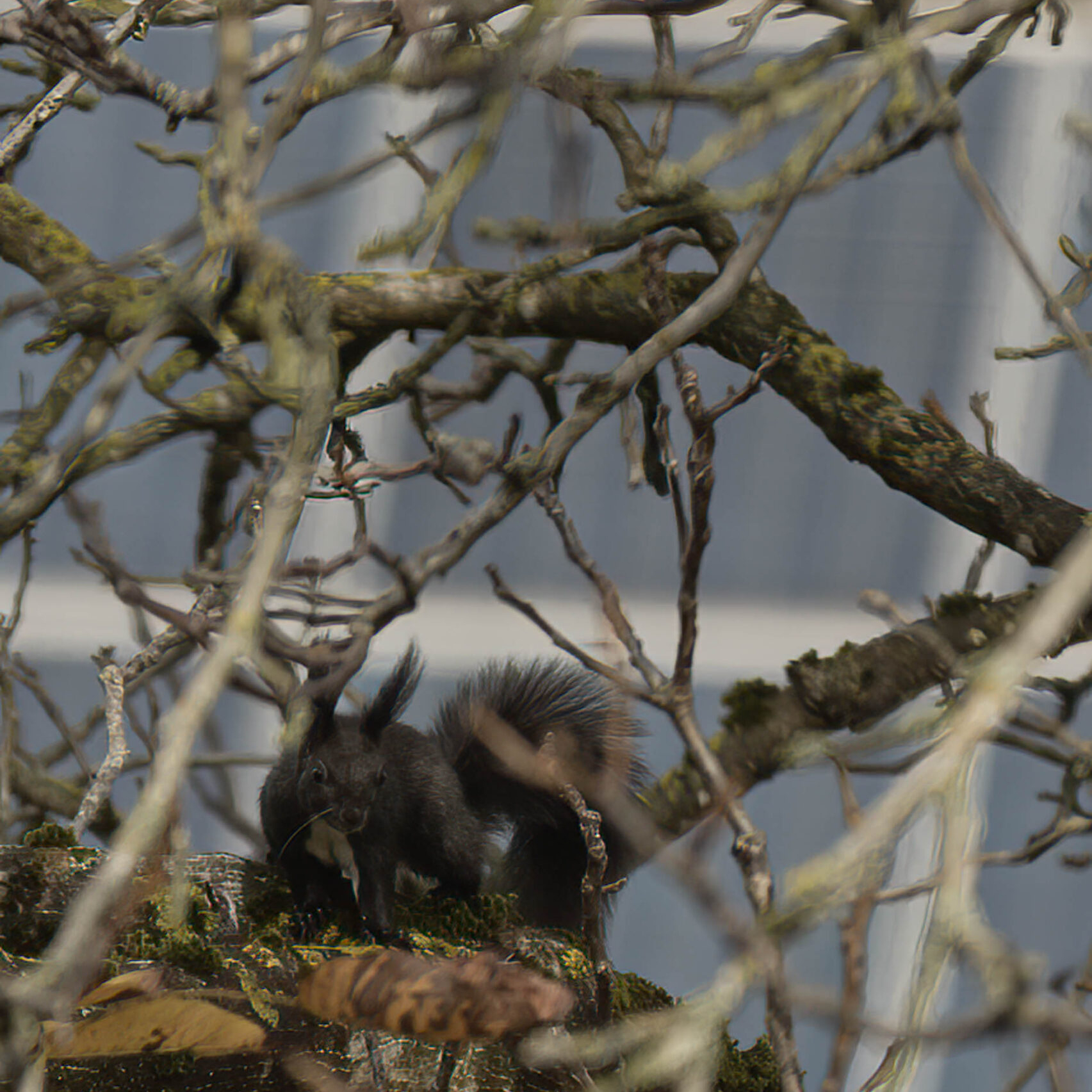 braunes Eichhörnchen im Baum
