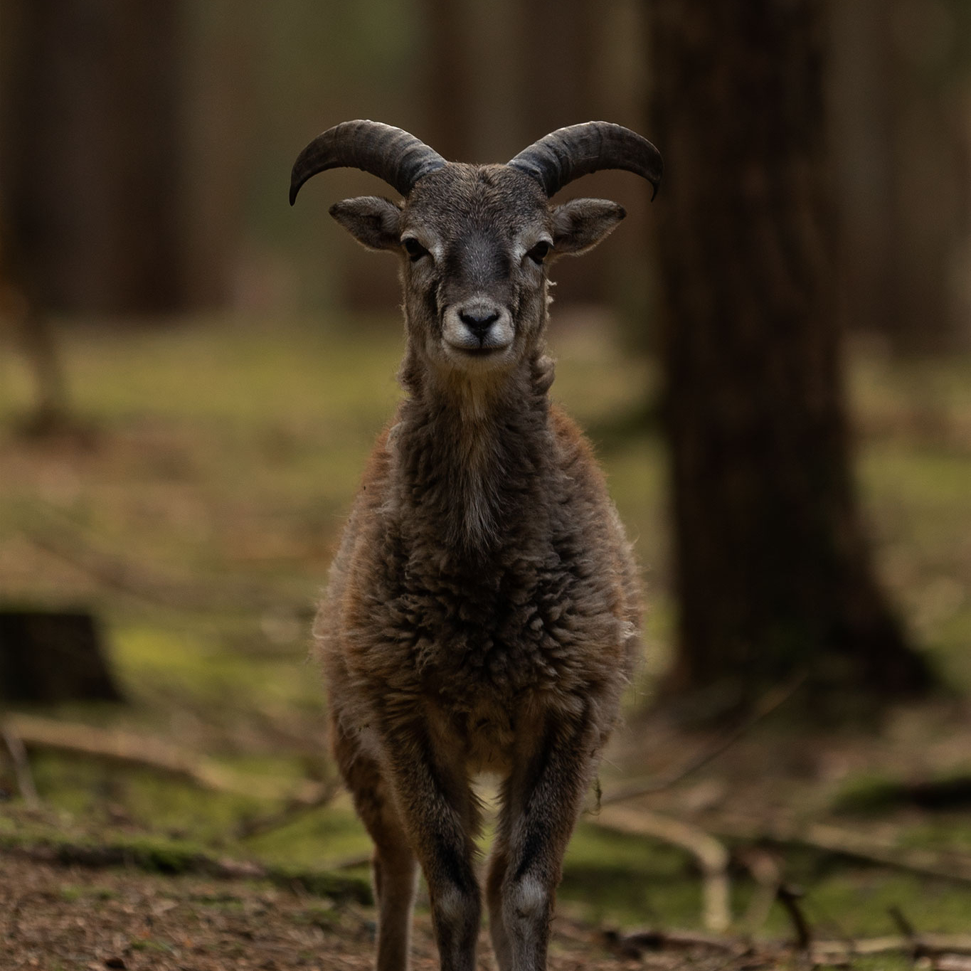 junger Mufflonwidder steht im Wald, frontalbild