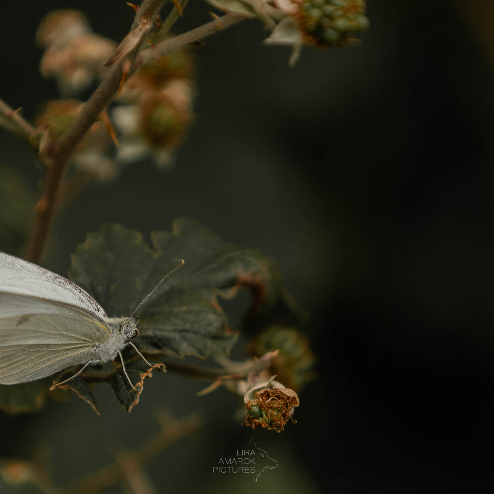 weißer Schmetterling sitzt auf Blatt