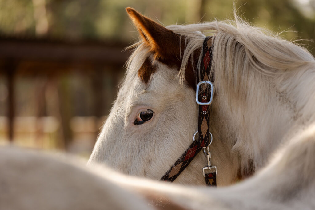 ein weiß-braun geschecktes Painthorse über den Rücken fotografiert