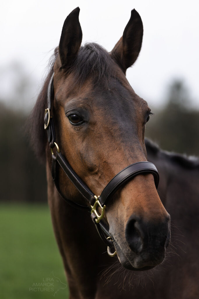 Braunes Pferd mit Lederhalfter im Portrait sieht zur Seite