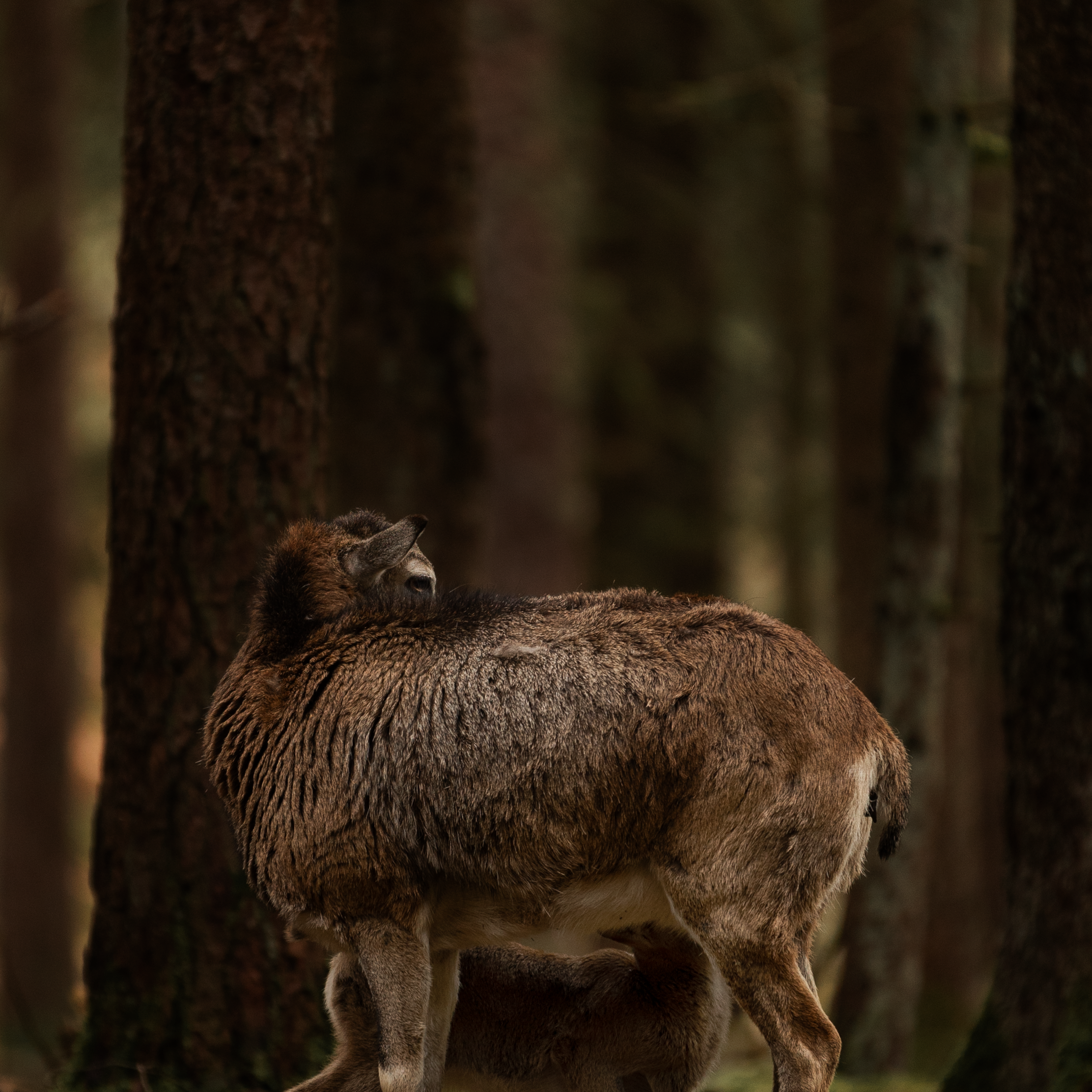 weibliches Muffel mit Lamm am trinken im Wald