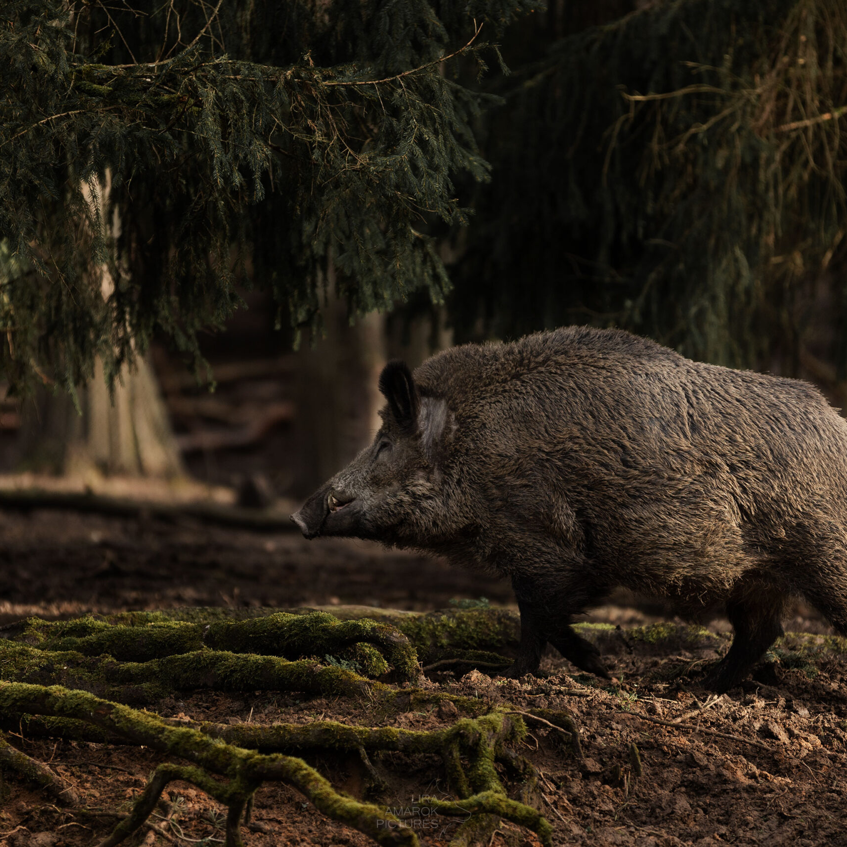 Wildschwein im Wald laufend