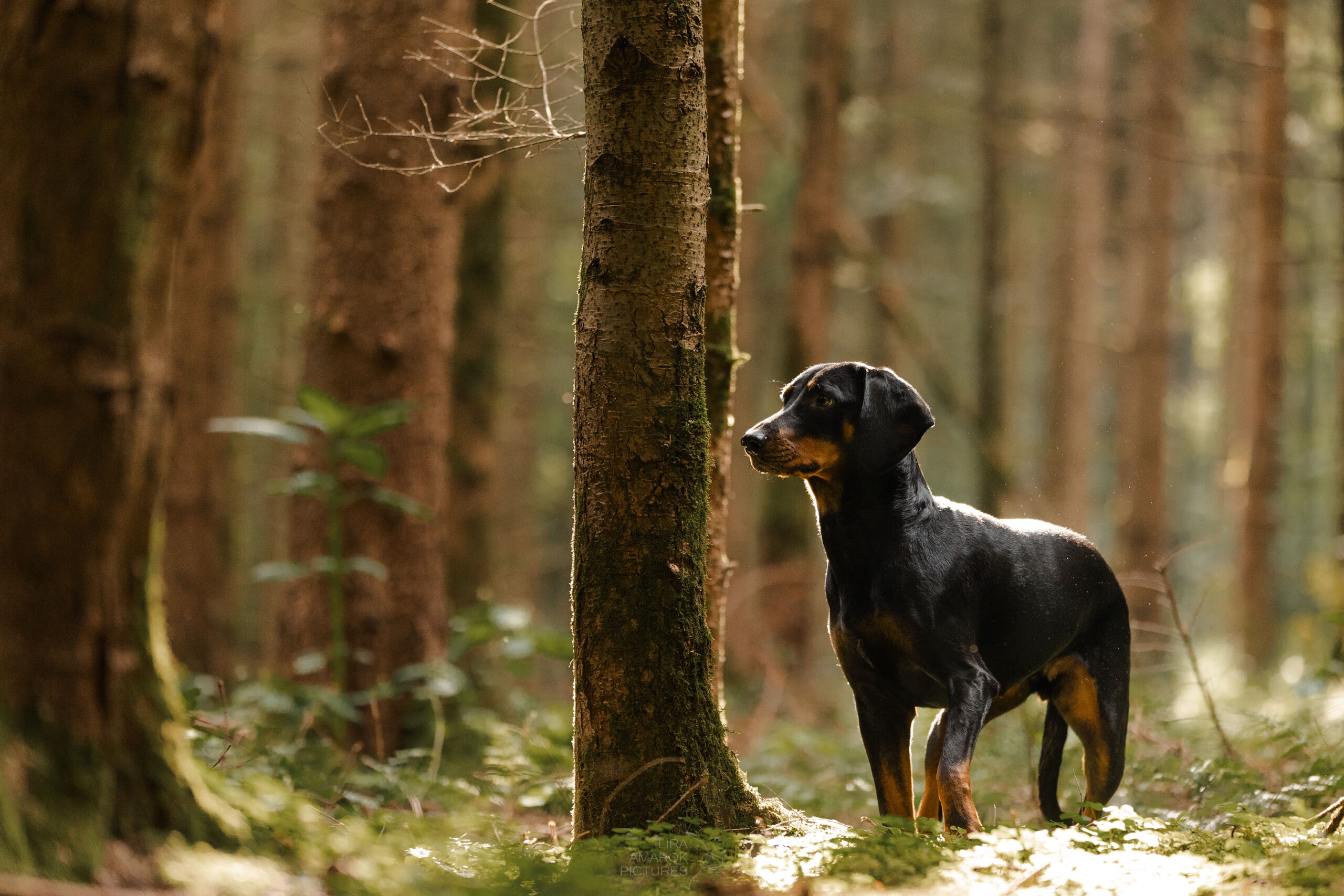 laufende Brandlbracke im Wald